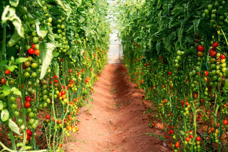 Huerta