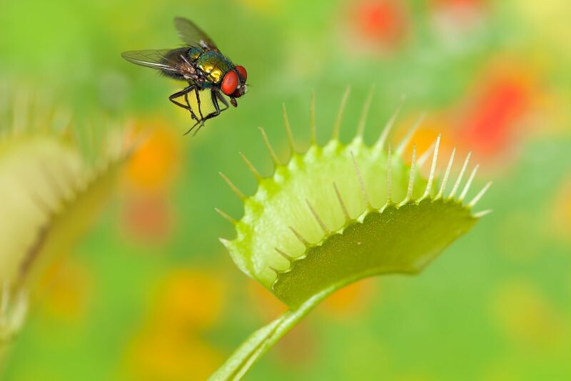 Naturaleza