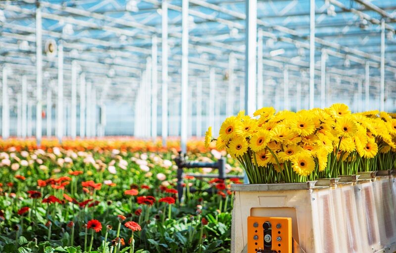 Vivero