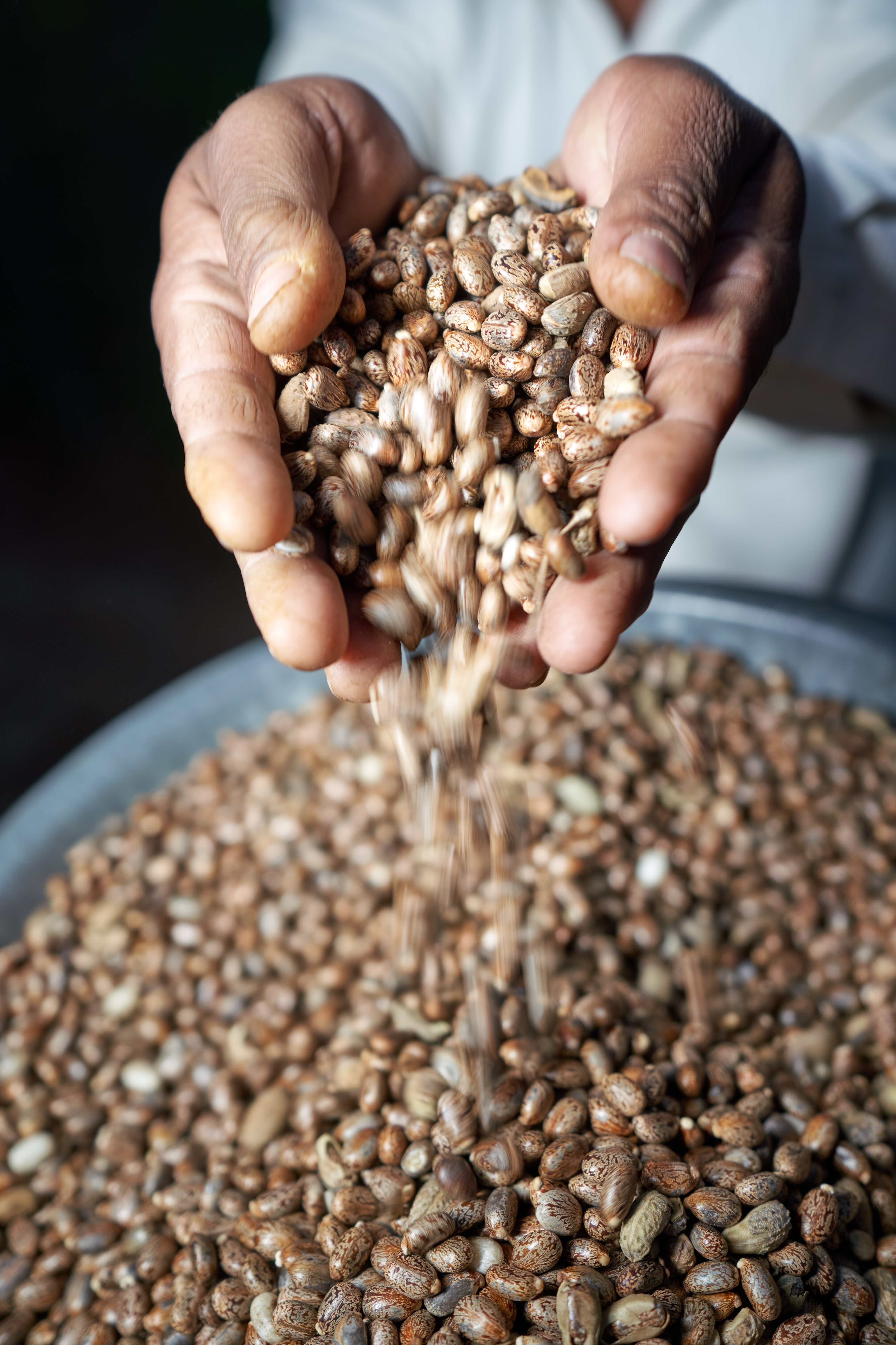 Castor beans