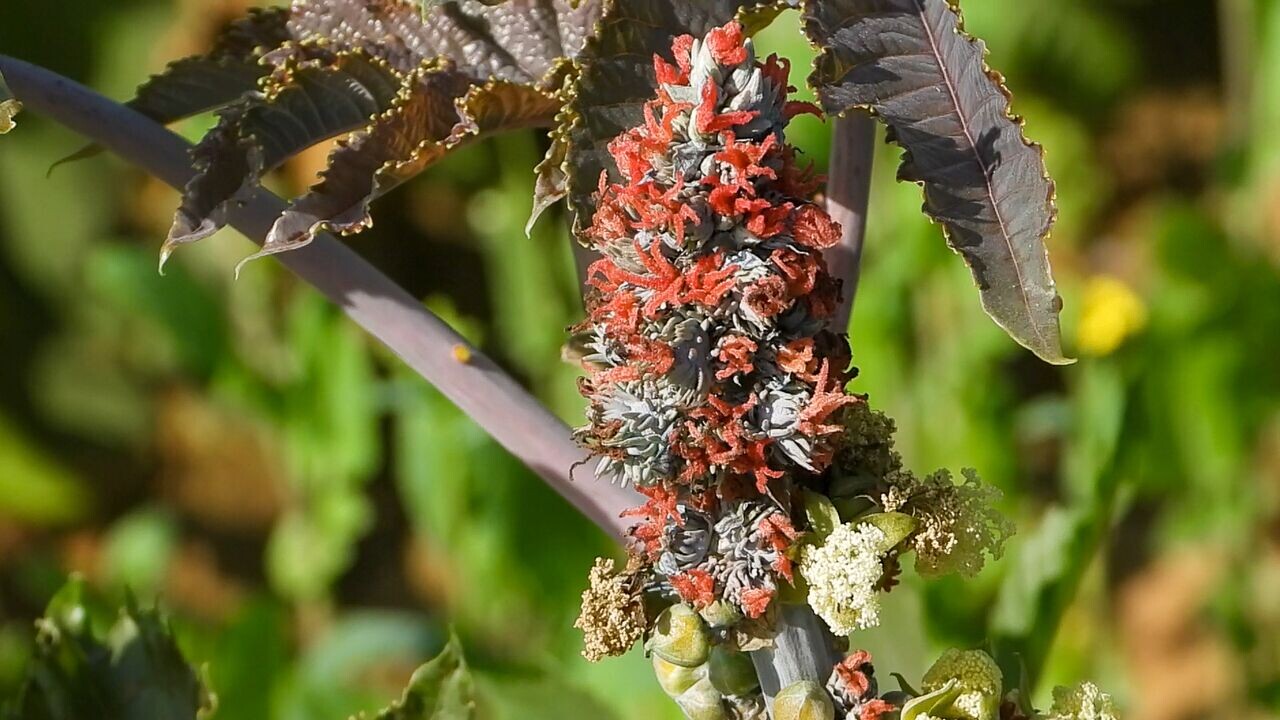 castor beans