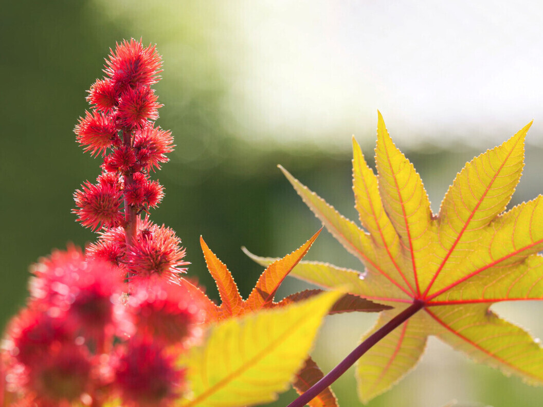 Castor bean used in the manufacture of Rilsan 11 polyamide