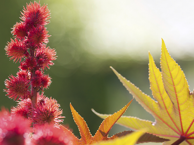 fleur-de-ricin-crop639x479.png