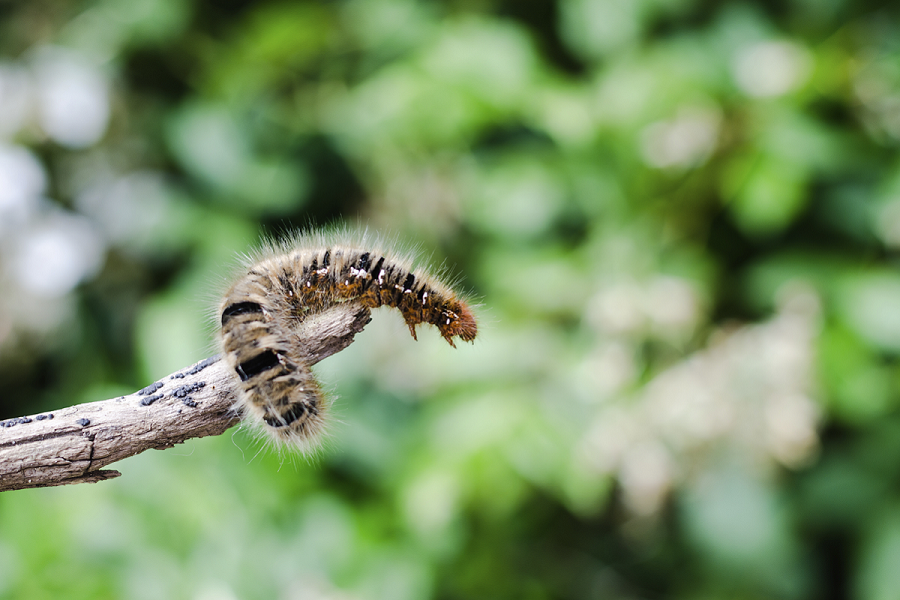 chenille processionnaire sur un pin