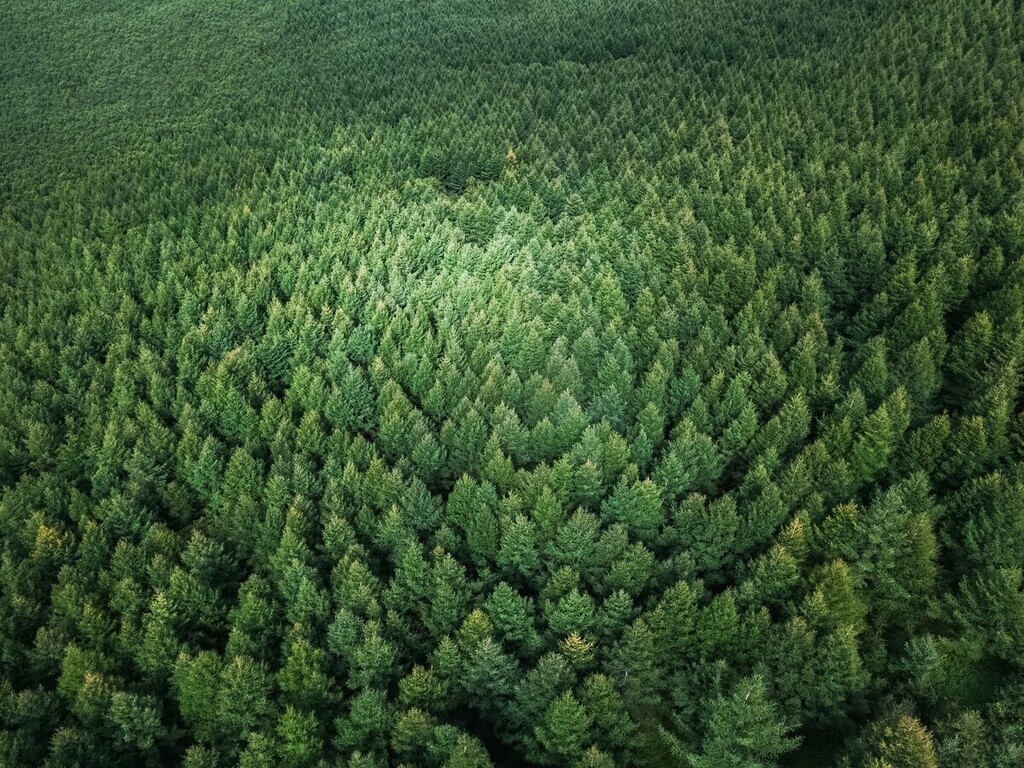 Aerial vies of a forest
