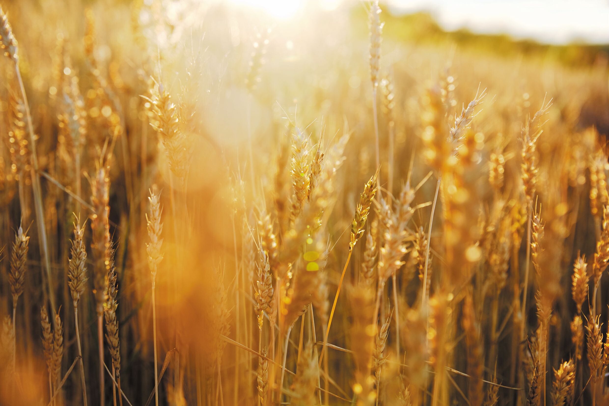 Wheat fields