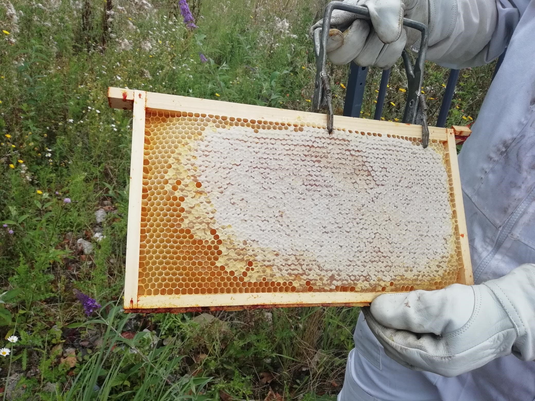 Première récolte de miel en août 2019 à Feuchy
