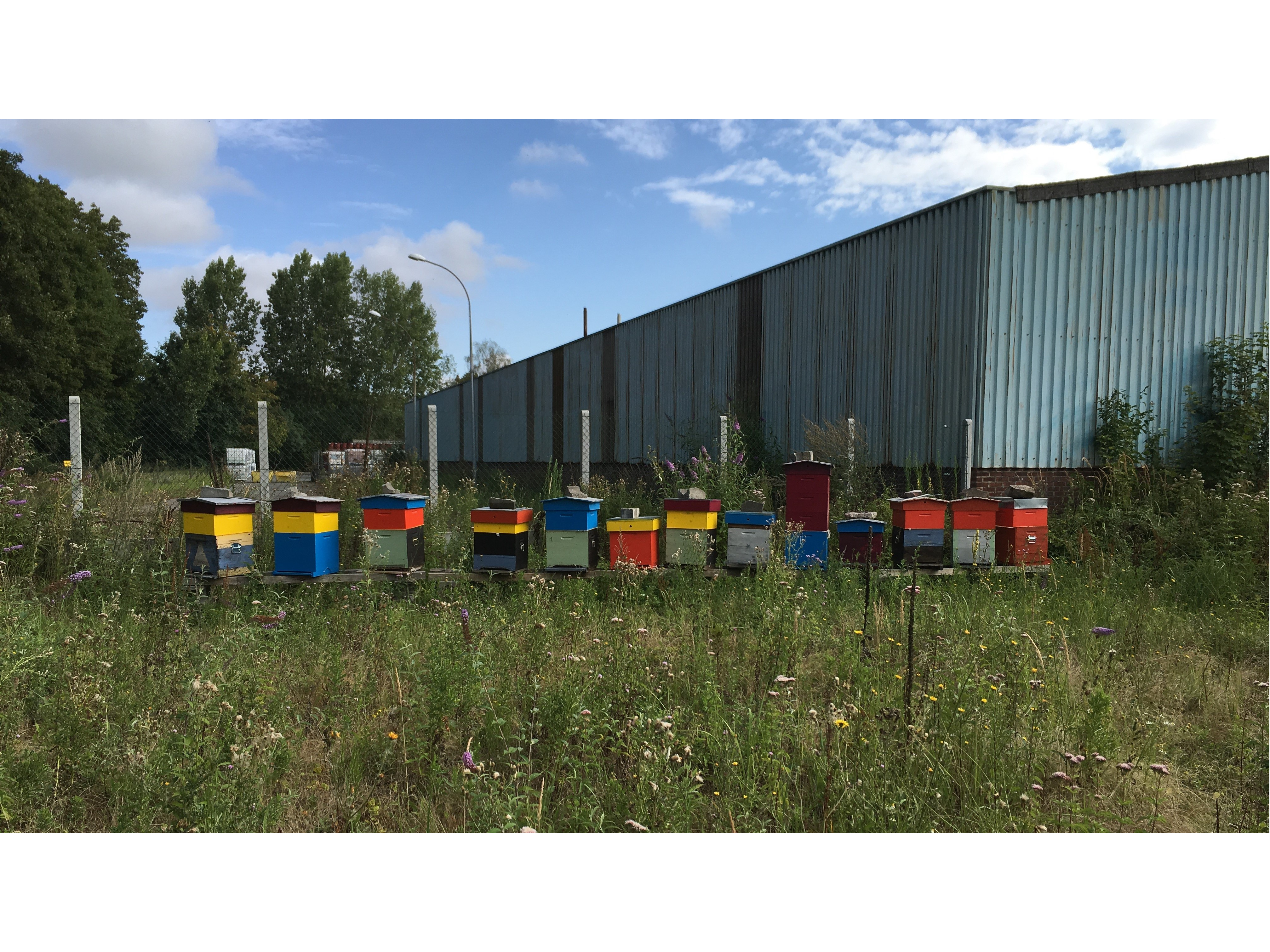 Désormais, 13 ruches sont installées près de l'usine de Feuchy