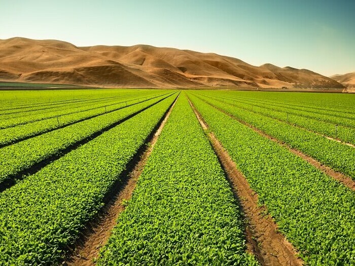 Plantación