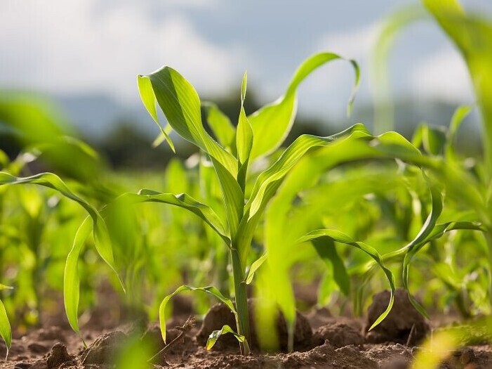 Plante poussant sur un sol traité avec du DMDS d'Arkema