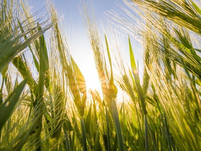 Green wheat field