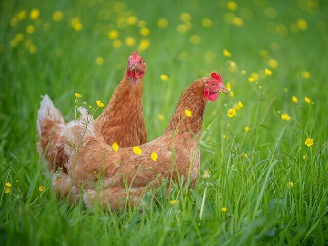 Poules en liberté