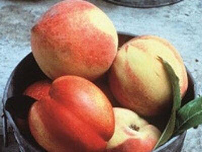 peaches-crop200x150-resize400x300.jpg