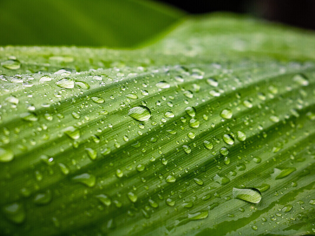 Green aloe vera leaf with water drop on it