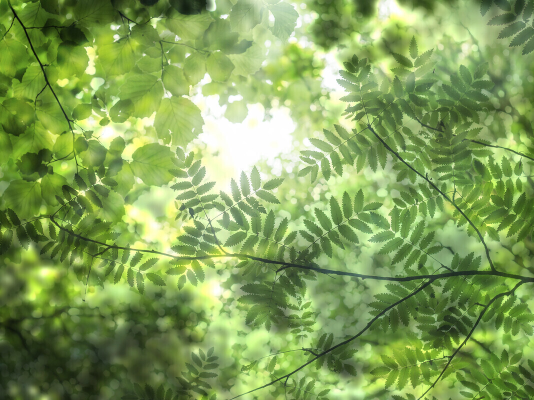 slider-feuilles-vertes.jpg
